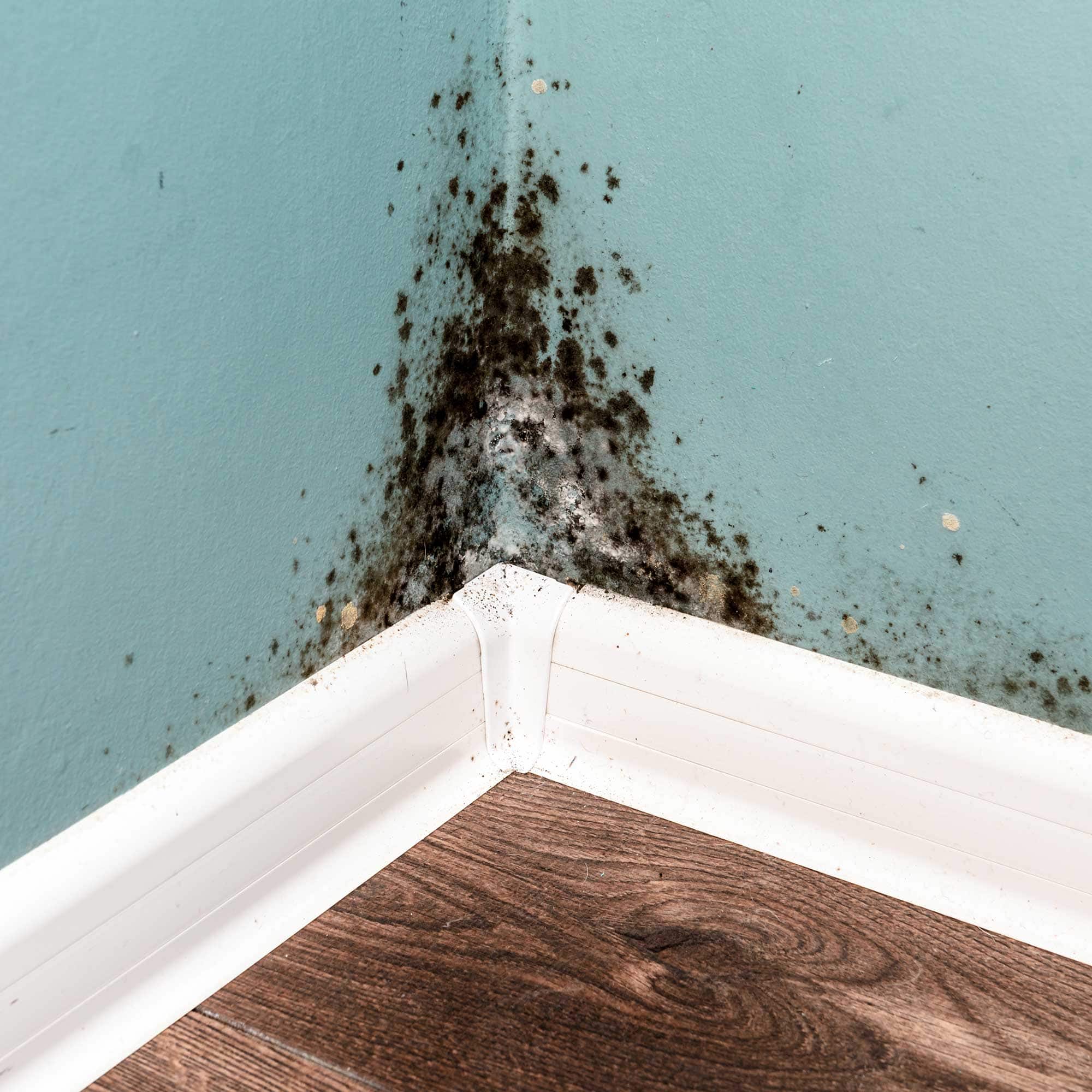 KnowHow: Work steps for mould remediation